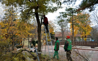 Malatya Büyükşehir Belediyesi Park ve Bahçeler Müdürlüğü Budama Yapıyor